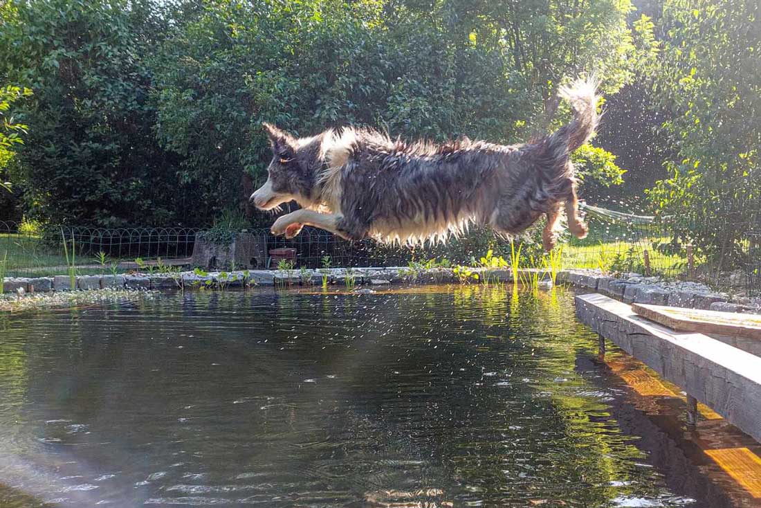 Hund-spring-in-Schwimmteich