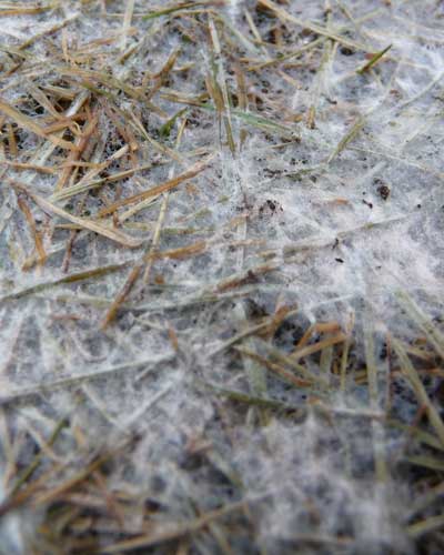 Schneeschimmel