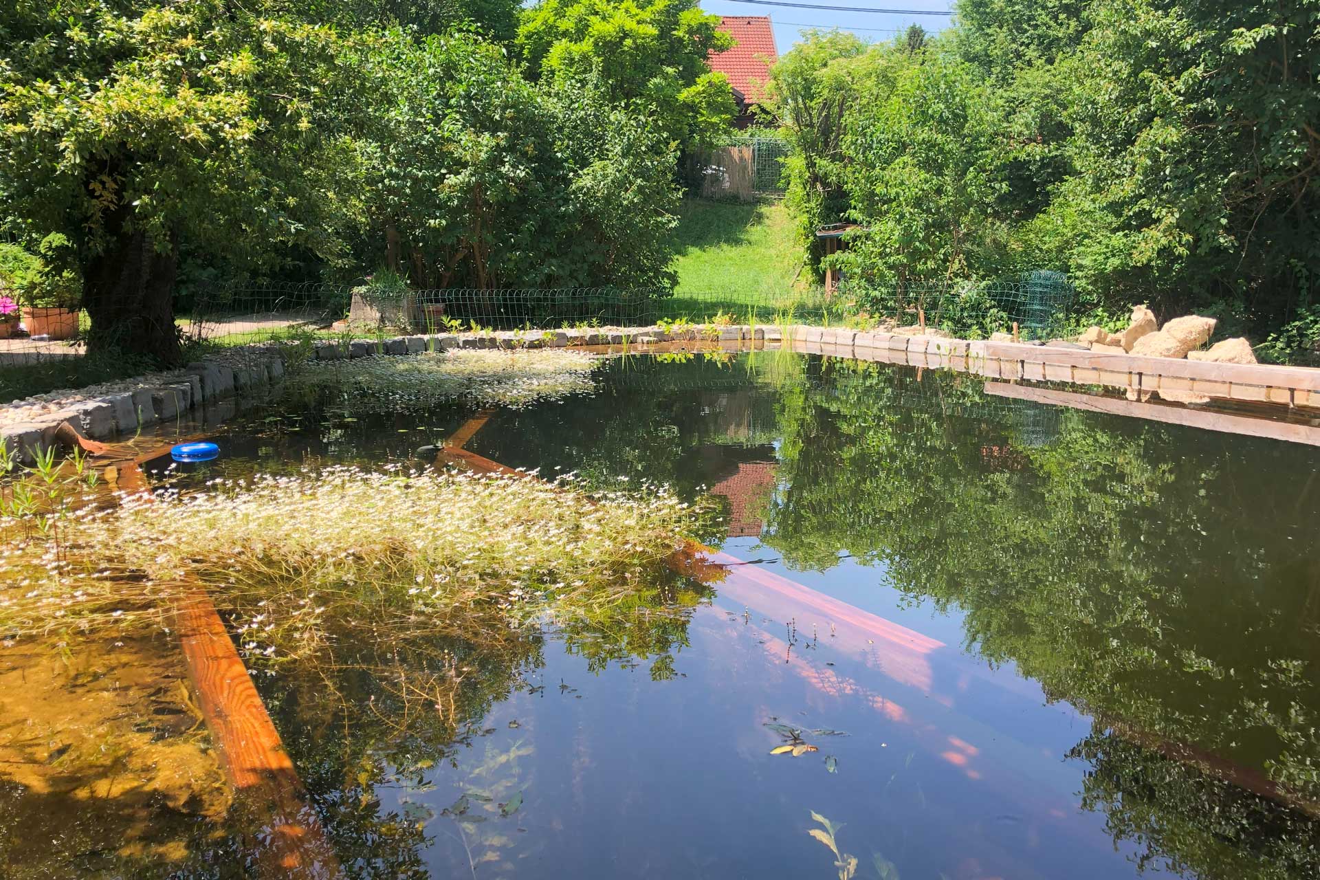 Schwimmteich_201